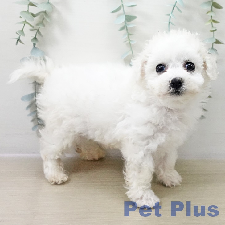 ビション・フリーゼ