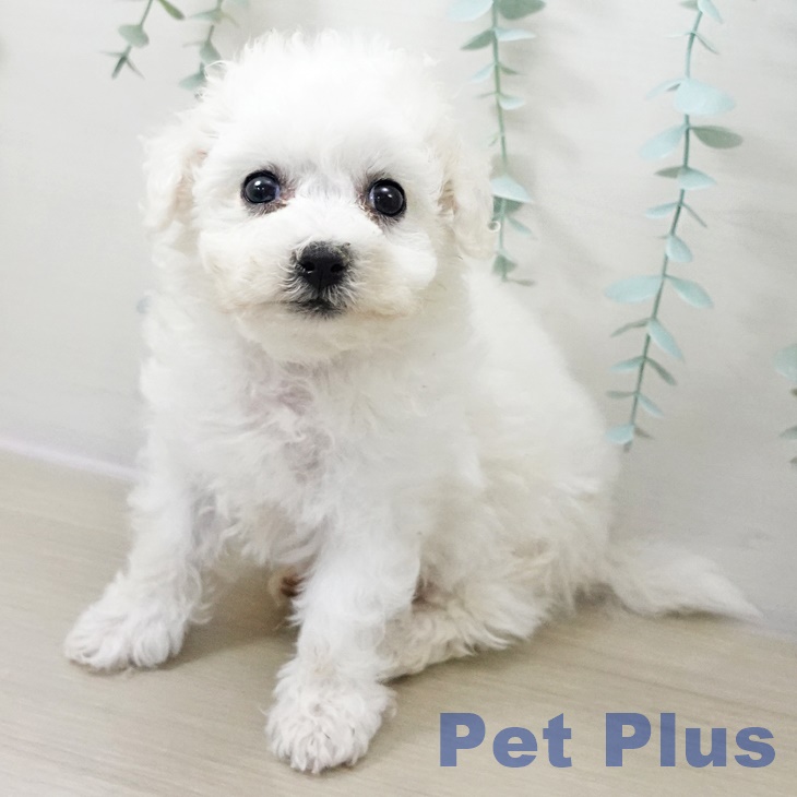 ビション・フリーゼの写真2