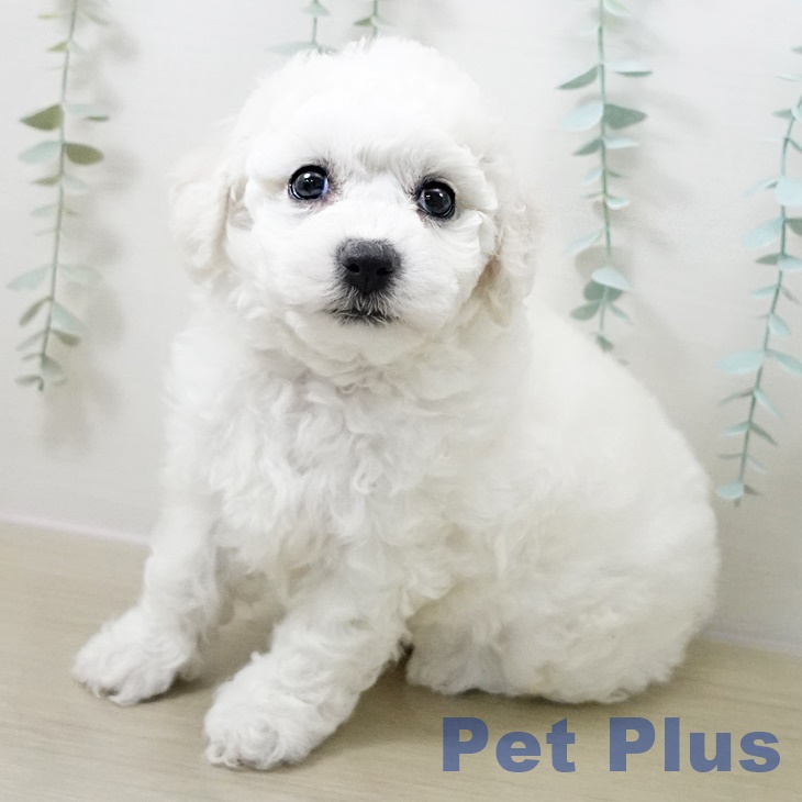 ビション・フリーゼ