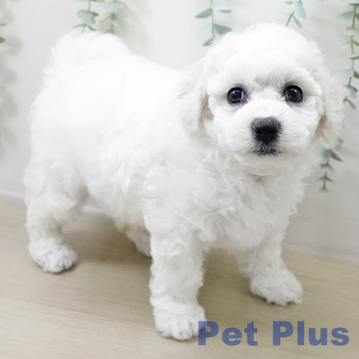 ビション・フリーゼの写真2