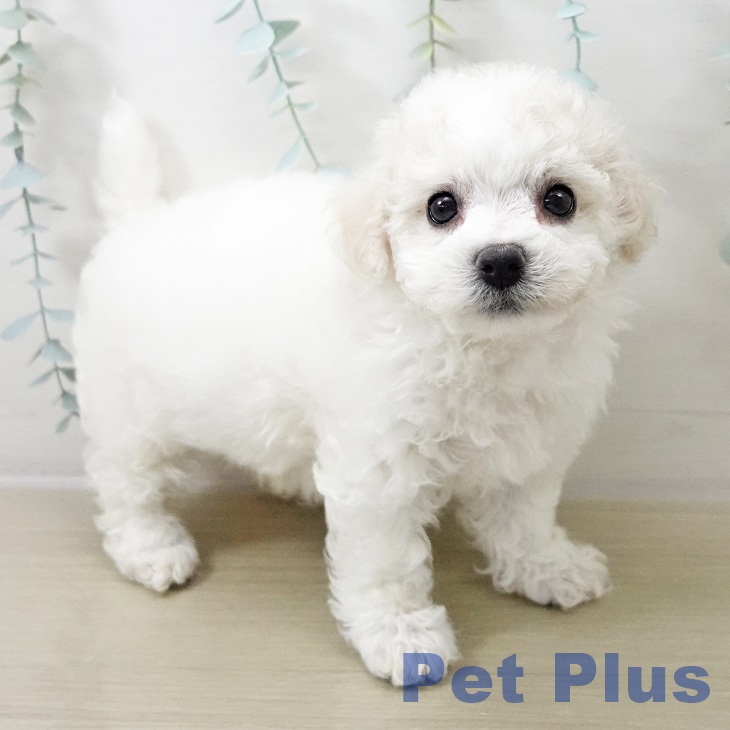 ビション・フリーゼ