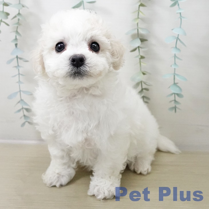 ビション・フリーゼの写真2