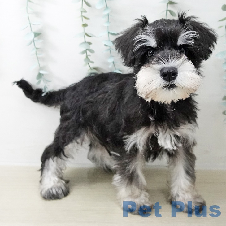 ミニチュア・シュナウザー