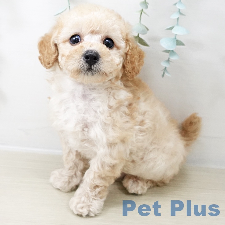 トイ・プードル