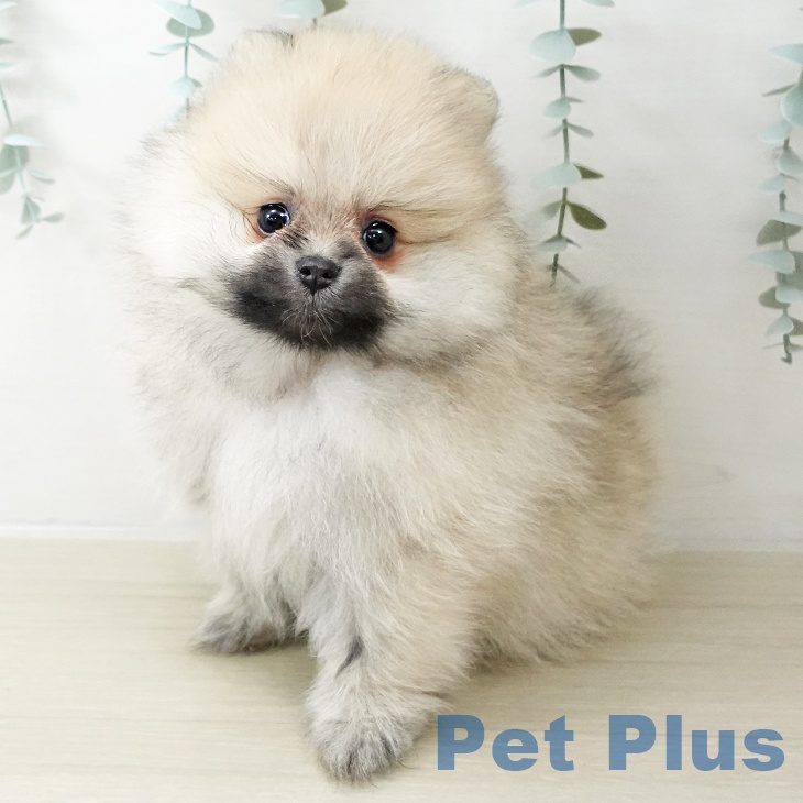 ポメラニアンの写真2