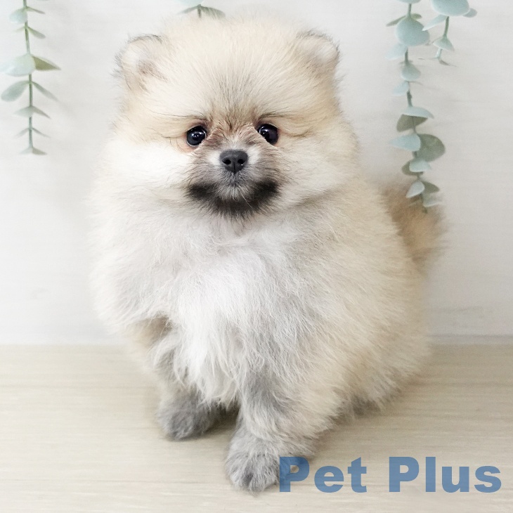 ポメラニアン