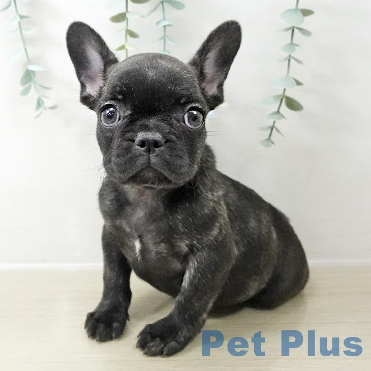 フレンチ・ブルドッグ