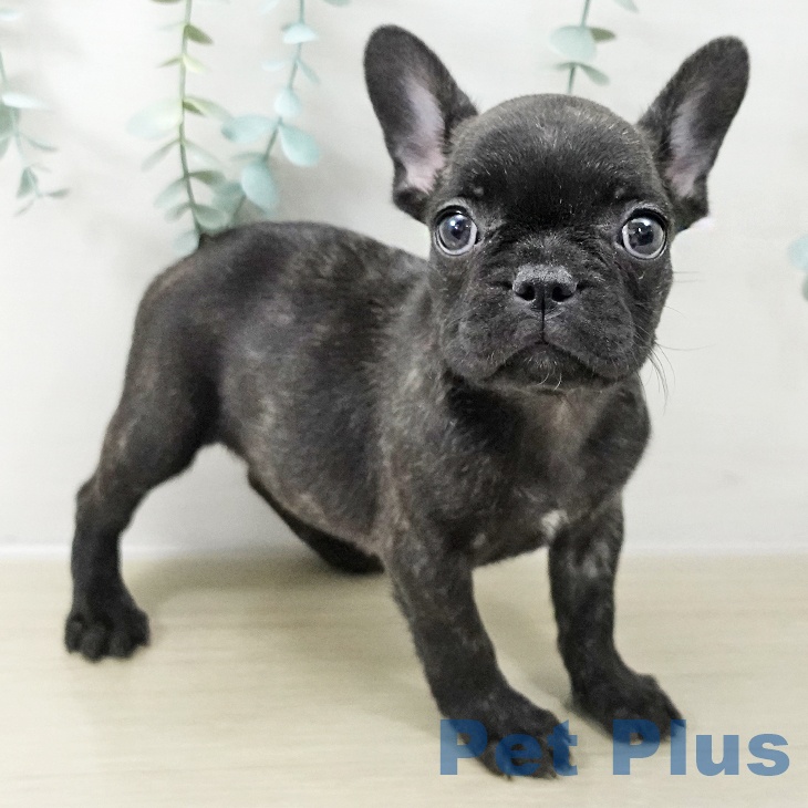 フレンチ・ブルドッグの写真2