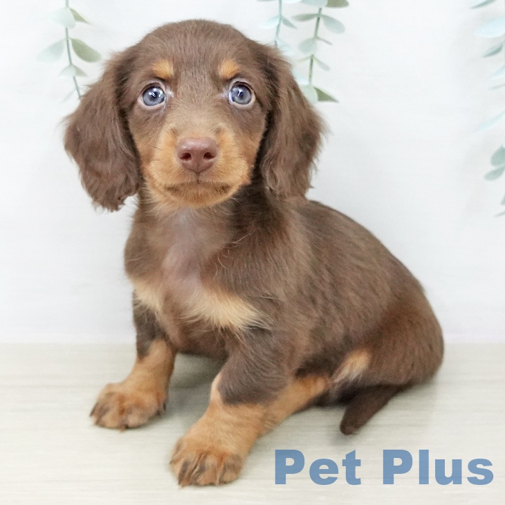 ミニチュア・ダックスフンド