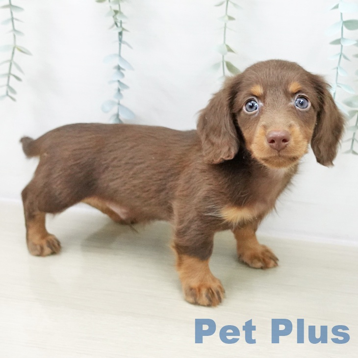 ミニチュア・ダックスフンド