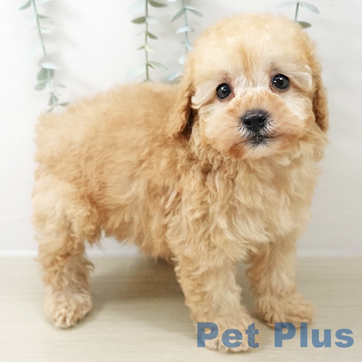 トイ・プードル