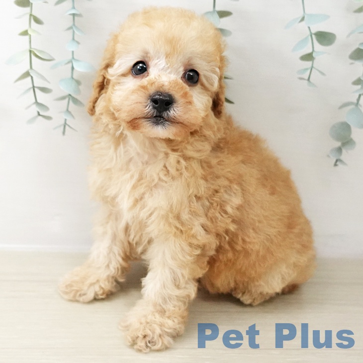 トイ・プードル