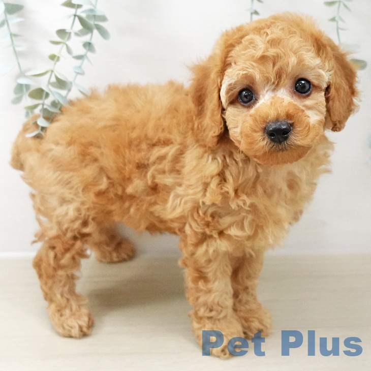 トイ・プードル