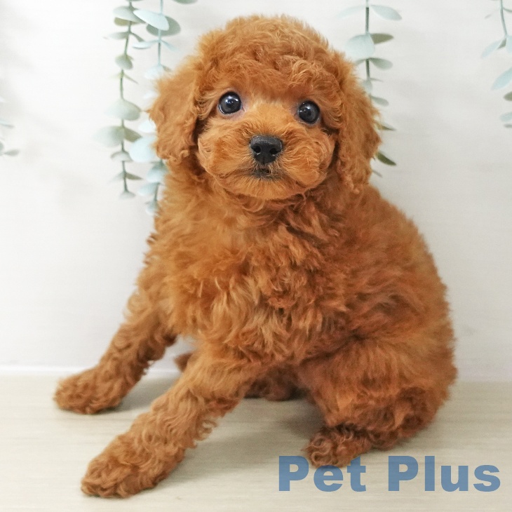 トイ・プードル