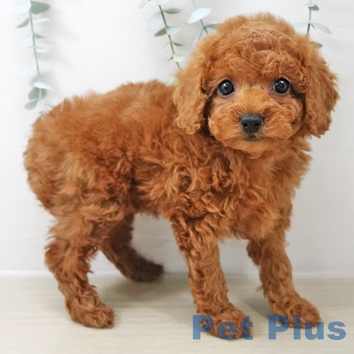 トイ・プードル