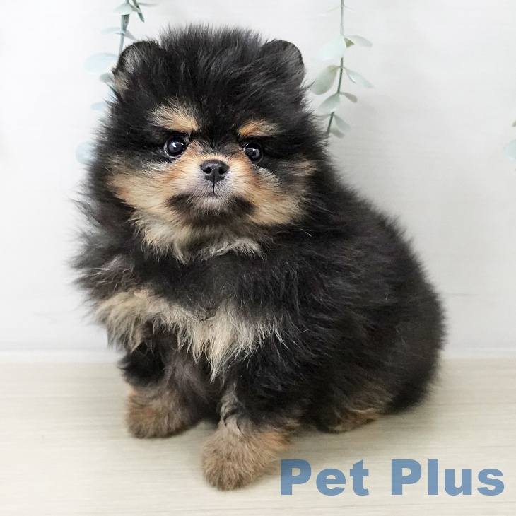 ポメラニアンの写真2