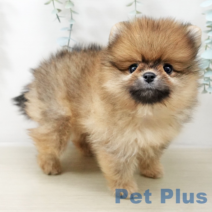 ポメラニアンの写真2
