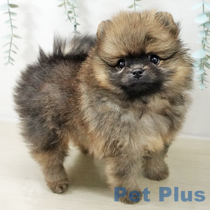 ポメラニアンの写真2