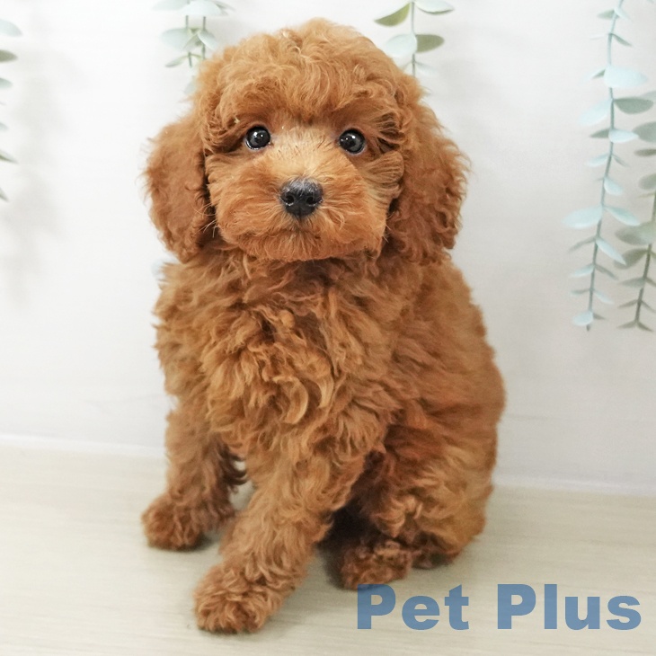 トイ・プードル