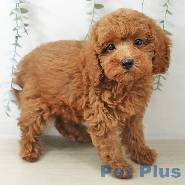 トイ・プードル