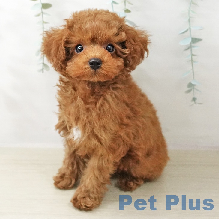 トイ・プードル