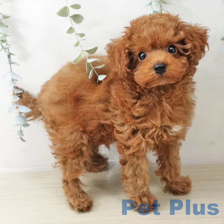 トイ・プードルの写真2