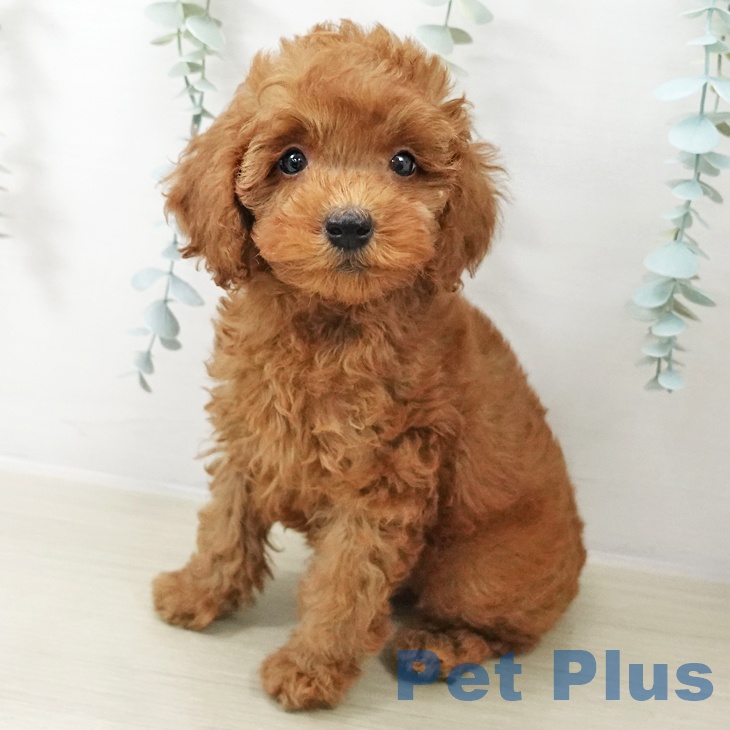 トイ・プードル