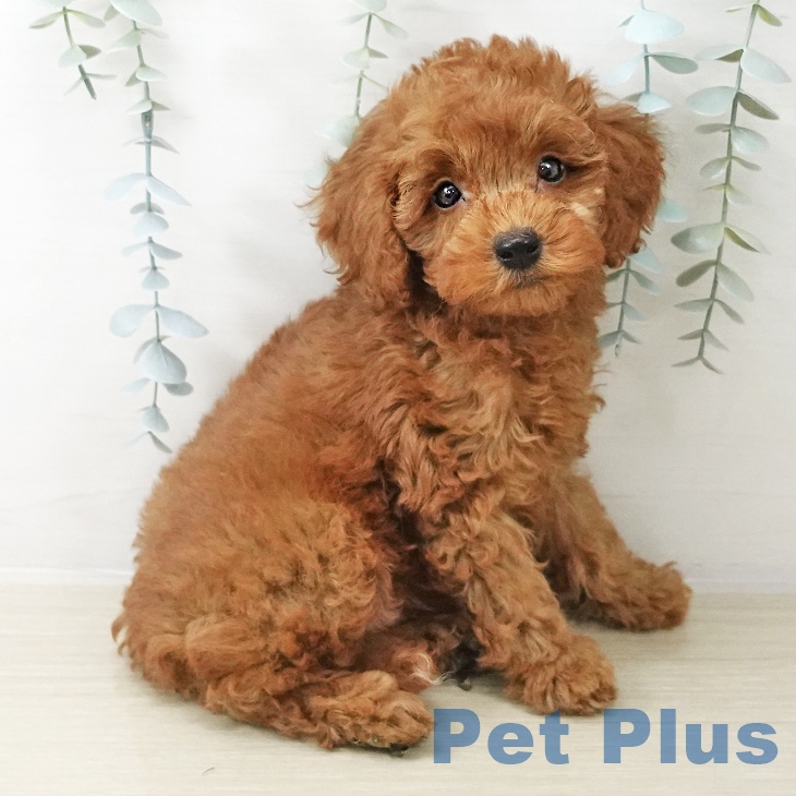 トイ・プードルの写真2