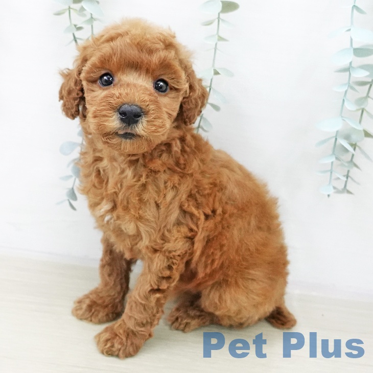 トイ・プードル