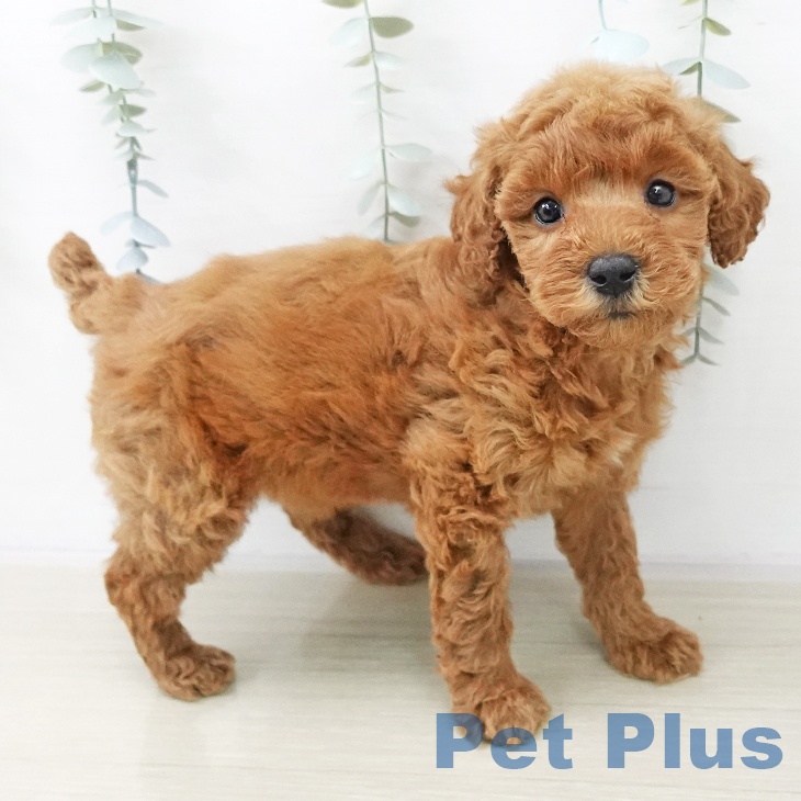 トイ・プードルの写真2