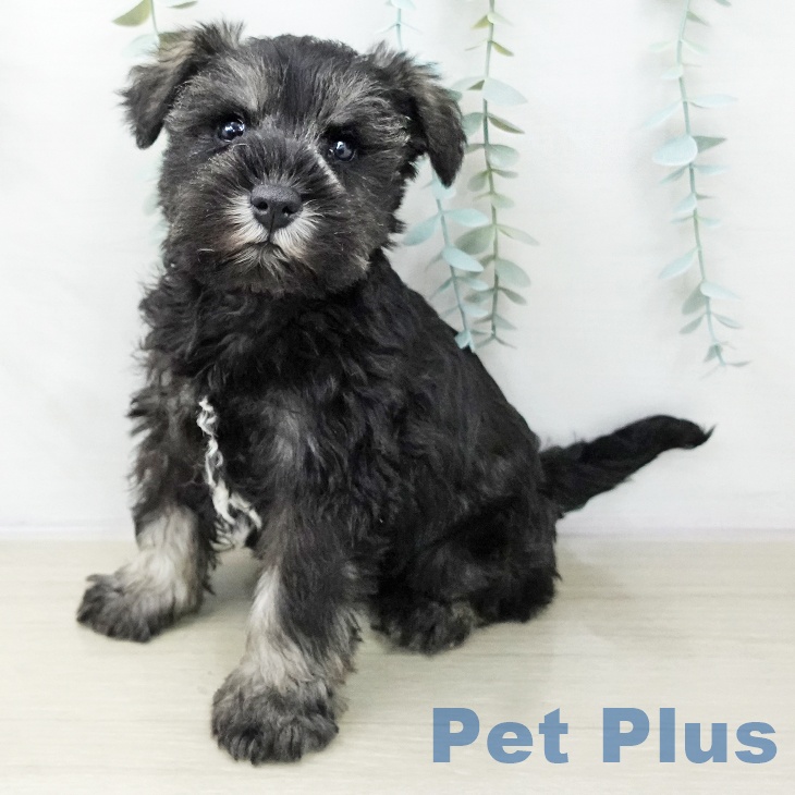 ミニチュア・シュナウザー