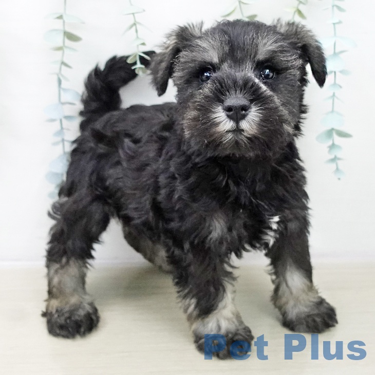 ミニチュア・シュナウザー