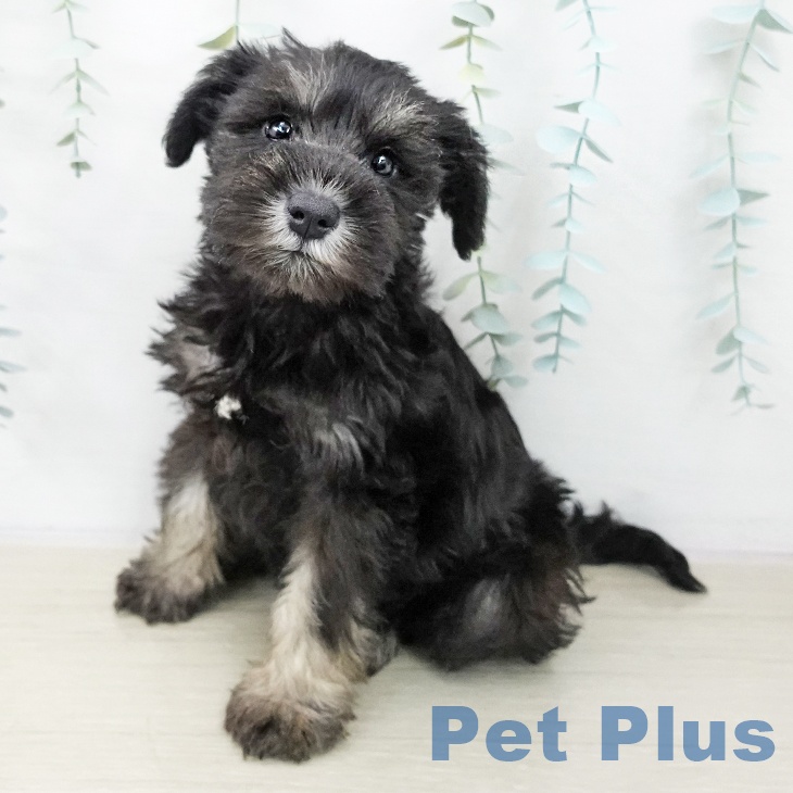 ミニチュア・シュナウザー