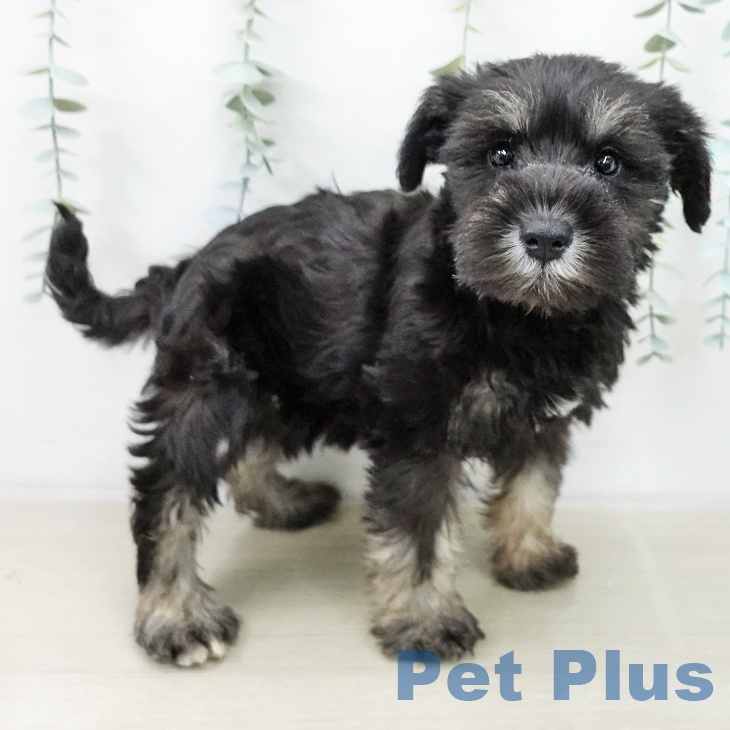 ミニチュア・シュナウザーの写真2