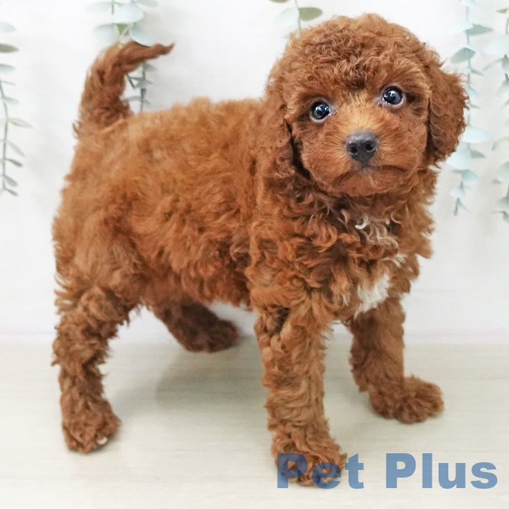 トイ・プードル