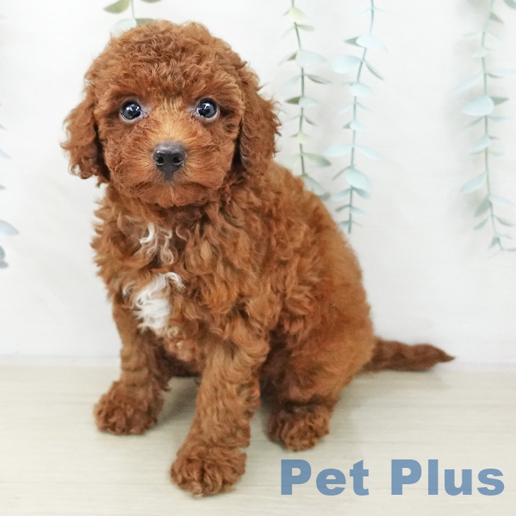 トイ・プードル