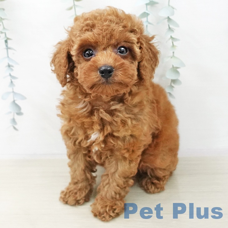 トイ・プードル