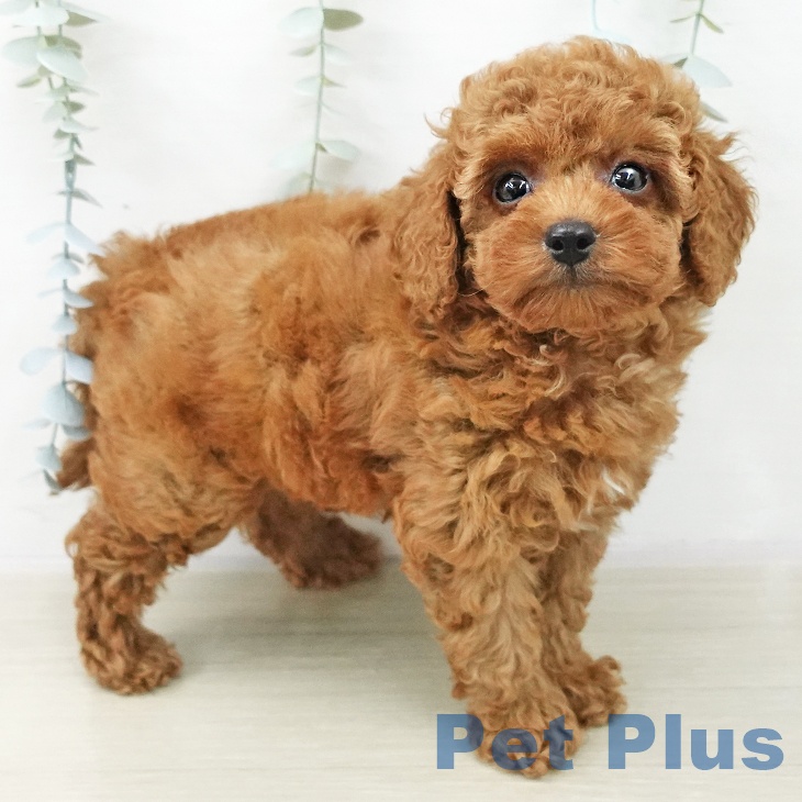 トイ・プードル