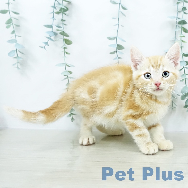 アメリカンショートヘア