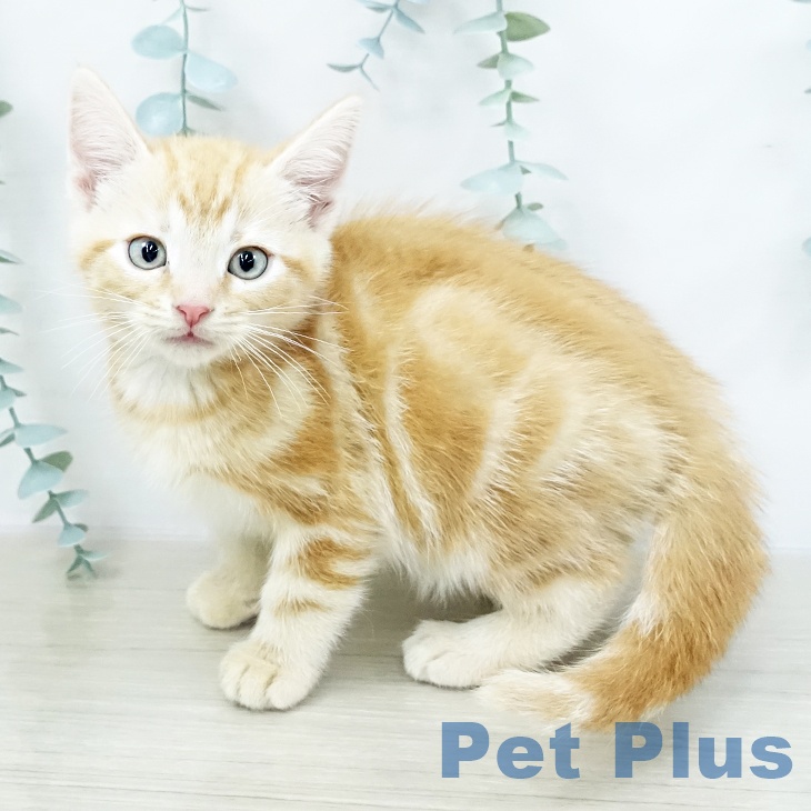 アメリカンショートヘア