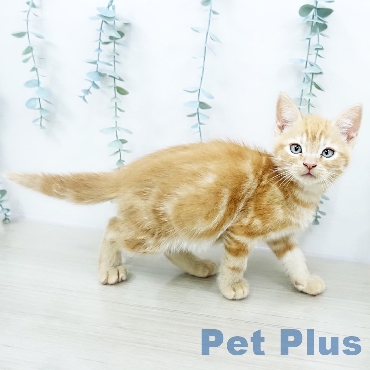 アメリカンショートヘア