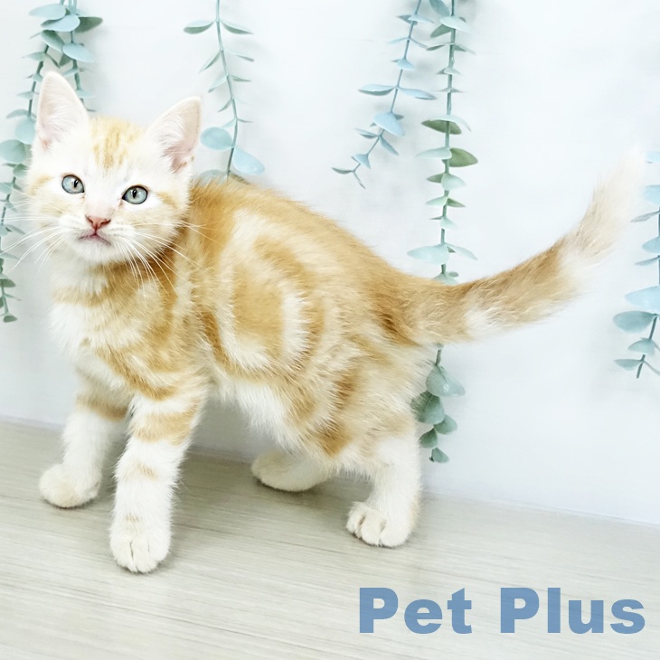 アメリカンショートヘア