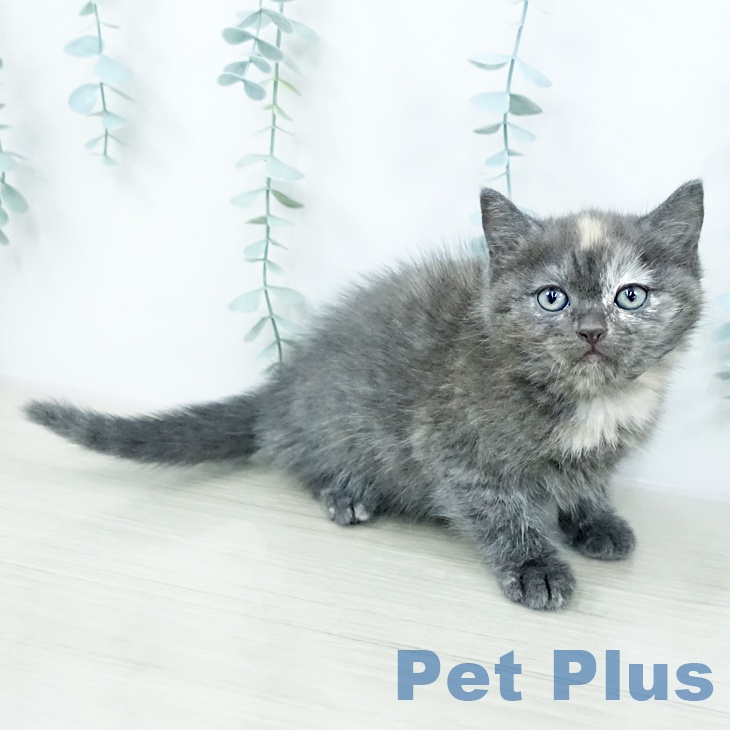 マンチカンの写真2