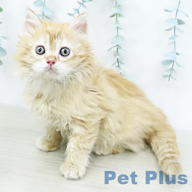 ラガマフィンの写真2