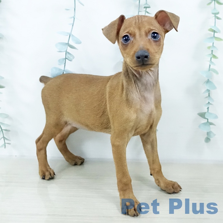 ミニチュア・ピンシャー