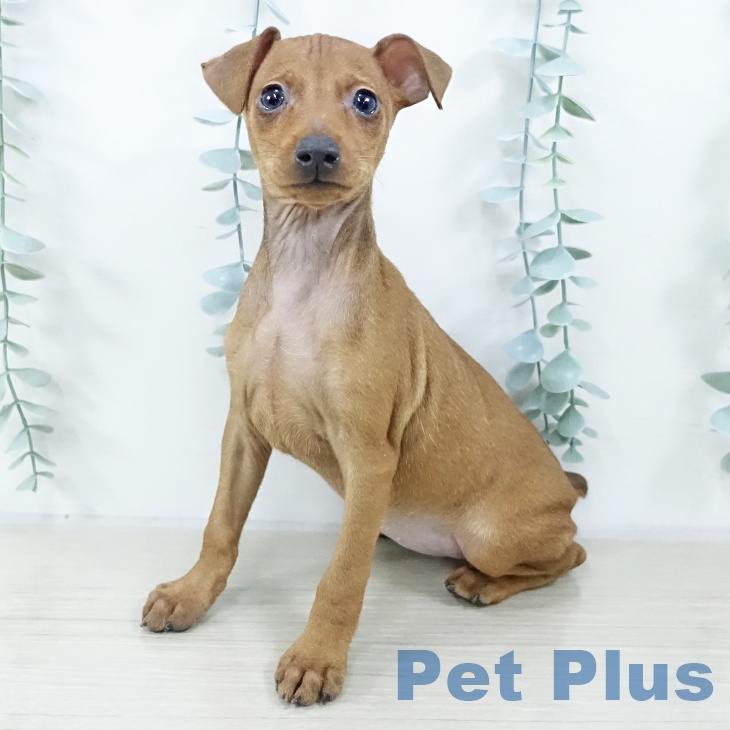 ミニチュア・ピンシャー