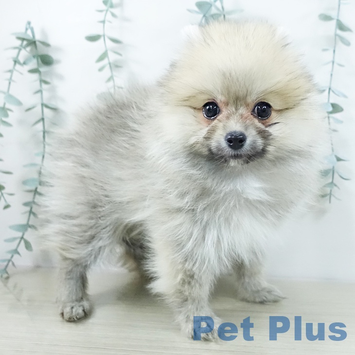ポメラニアンの写真2