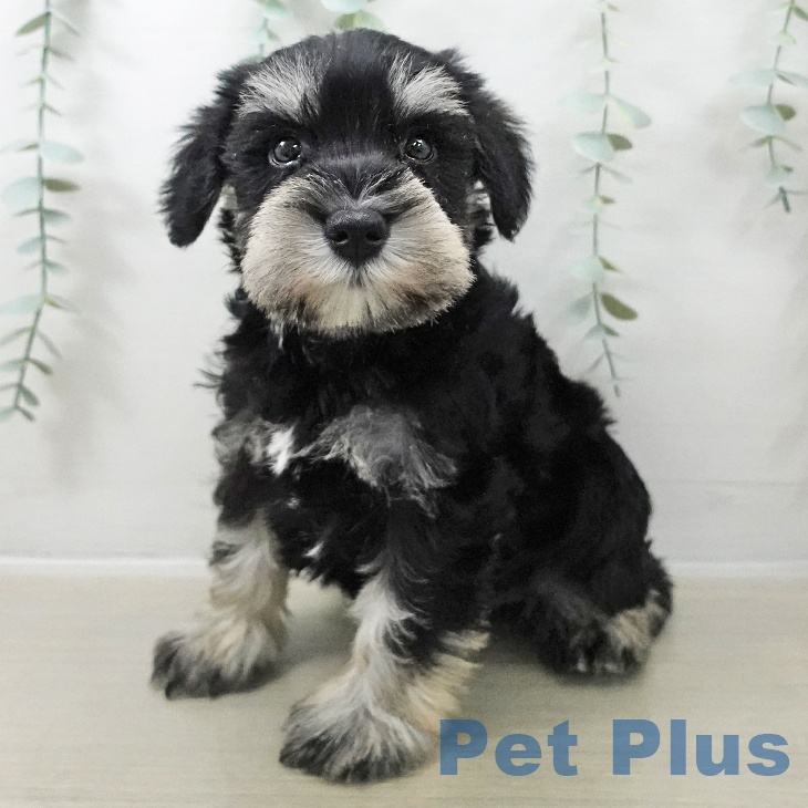 ミニチュア・シュナウザー