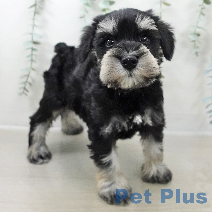 ミニチュア・シュナウザーの写真2