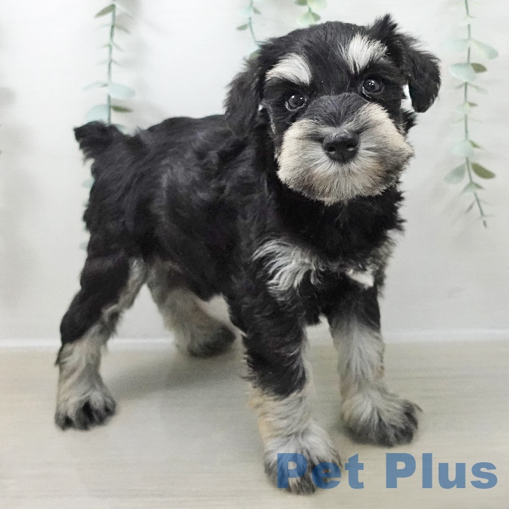 ミニチュア・シュナウザー